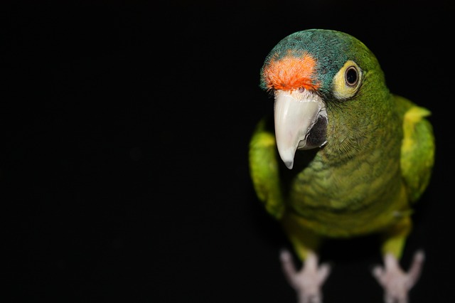 zelený papoušek